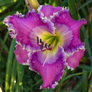 Spacecoast Royal Rendezvous Daylily